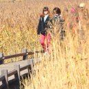 갈대정원 이미지