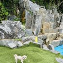 코코애견 | ⭐ 코코애견카페 방문 후기 반려견과 뛰놀기 좋은 공간