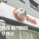 지아네멍멍애견샵 | 성남 위례 애견미용 푸앤숑 포메 강아지 미용 내돈내산 후기