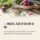 매실차 효능 부작용 칼로리 카페인 영양성분 만들기 먹는법 총정리