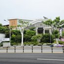 느티나무 이미지