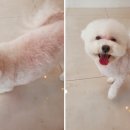 노크노크 강아지미용실 이미지