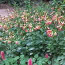 거제식물원 이미지