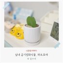 호야 | 키우기쉬운 실내 공기정화식물 추천 하트호야 키우기 후기