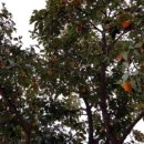 장중은농장 이미지