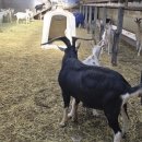 태백산목장 이미지