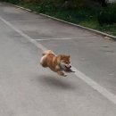 견공수라상 네이버블로그