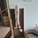 뽀송하냥 네이버블로그
