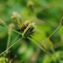 도깨비풀 이미지