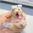 청춘치킨 이미지