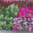 수림꽃농원 이미지