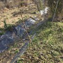 무화과나무 보온 이미지