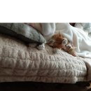 도리순이 이미지