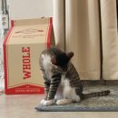 댕댕이이발관 이미지