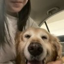 백도 바다마을 민박 | 골든리트리버 13살 노령견과함께 떠난 마지막 바다여행 강원도 고성 백도해변