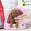 푸들푸들 이미지