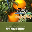 서귀포가정행복상담소 | 제주천혜향 추천, 서귀포올레시장 과일 맛집 '아빠는농부다 승환이네 농장' 고당도 천혜향 선물세트 후기