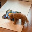 슬기세탁 | 슬기로운멍냥이 강아지 노즈워크 장난감 후기