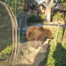 자이언트PC방 | 겸 롤드컵 구경하러 갔다가 중국 식도락 여행하고 온 후기3(베이징동물원, 판다, 베이징백화점 허핑궈지)