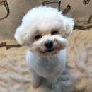 2926 | 운정애견미용 추천 ' 행복카댕 ' 1인 원장 1:1맞춤 위생미용 대만족 후기