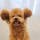 애견미용 이미지