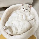 함께냥 앤 함께냥품 북수원점 이미지