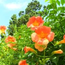 능소화 (Chinese trumpet vine) 이미지