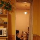 강릉애견하우스 이미지