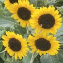 한스메디팜 이미지