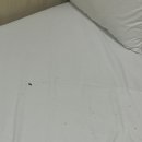 가시나무집 | 1박 2일 광주여행 : 광주 숙소, 선교사 사택이었던 '호랑가시나무언덕 게스트 하우스' 우월순 방 후기