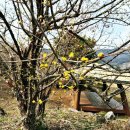 구례군청 | 구례 산수유 꽃축제 2026 ㅣ 아이랑 봄나들이로 딱! 산수유 축제 일정 &amp; 체험 총정리