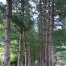 외씨버선길(치유의길) 이미지