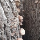 참나무원목표고버섯 노지화고 이미지