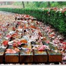 솔솔바람 이미지