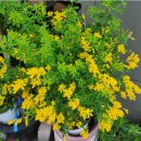 당뇨걱정되시죠 채소도 주의 이미지