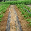 정민농장 이미지