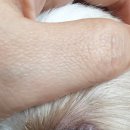 아이러브펫동물병원(신도림점) 이미지