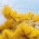 황금소나무 이미지