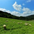 하늘목장 이미지