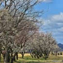 매화공원 광장 이미지