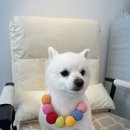 아름답개 이미지