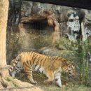 아구에꽃이피네 | 과천 서울대공원 동물원 가격 겹벚꽃 튤립 사자 호랑이 곰 렉서팬더 구경 리프트 이용