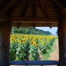 교동면 난정저수지 이미지