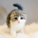 인천고양이분양 도레미캣 이미지