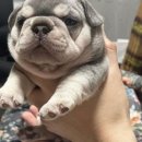 J&L 희귀모색 프렌치불독 이미지