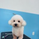 프로펫애견종합전문교육원