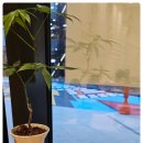 후일리