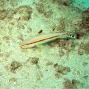 Freckled Goatfish (염소고기) 이미지