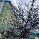 대곡농장 | 쥴 일기 :) 봄이 왔나봄~!!