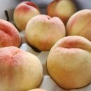 풍경농장 | [순천 월등복숭아] 하나농장에서 직접 맛보고 고른 여름 제철 과일, 택배 주문 후기!